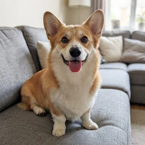 A photo of a dog, the kind a design is drawn from